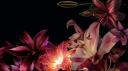 Discovery splash banner for ୨୧ ノadores . . ა   asktodm ．intros ．friends ．hangout ．giveaways ．chat ．dm ．nitros  .  love Discord server