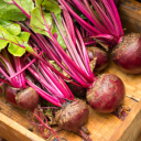 Discovery icon for Beet Garden Discord server